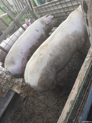 Purcei de craciun - imagine 5