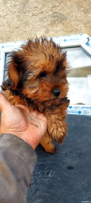 Yorkshire Terrier 4 luni