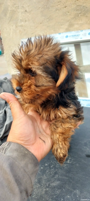 Yorkshire Terrier 4 luni - imagine 3