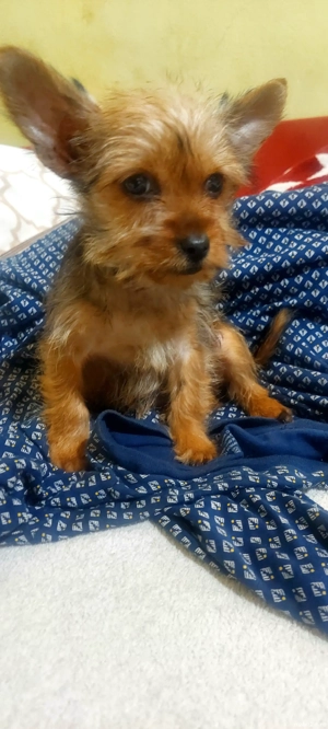 Yorkshire Terrier 4 luni - imagine 5