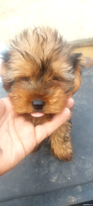 Yorkshire Terrier 4 luni - imagine 2