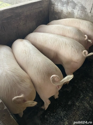 vand porci grasi - imagine 2