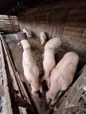 Porci de vanzare sanatosi-hraniti natural, pret avantajos. 