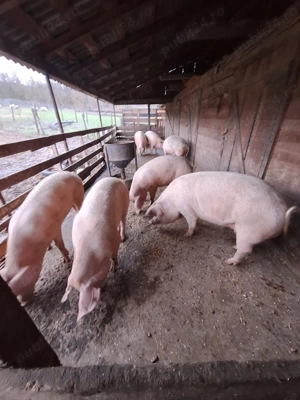 Porci de vanzare sanatosi-hraniti natural, pret avantajos.  - imagine 2