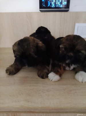 Vând Shih tzu fetiță și băiețel  - imagine 2