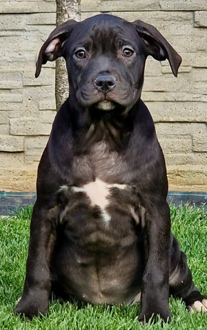 Vand American Bully xl  - imagine 2