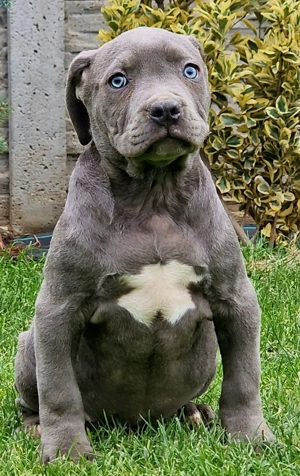 Vand American Bully xl  - imagine 4