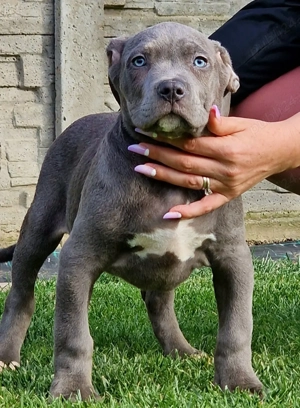 Vand American Bully xl 
