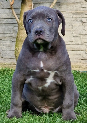 Vand American Bully xl  - imagine 3