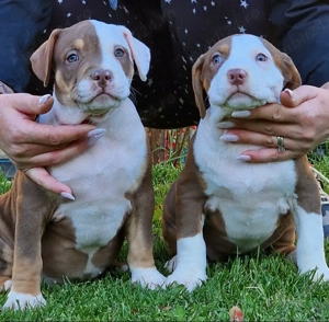 Vand American Bully xl  - imagine 4