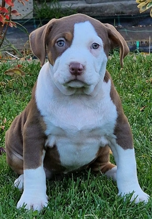 Vand American Bully xl - imagine 2