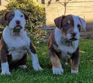 Vand American Bully xl  - imagine 3