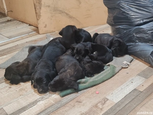 Vind 4 fetite și 4 baieti - imagine 4