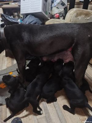 Pui cane corso - imagine 3