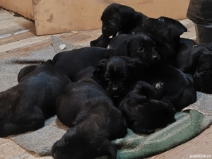 Pui cane corso - imagine 2