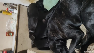 Vind 4 fetite și 4 baieti