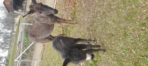 Vând măgăriță cu pui