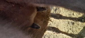 Vând măgăriță cu pui - imagine 3