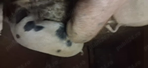 Vând porci crescuți în gospodarie - imagine 4