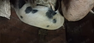 Vând porci crescuți în gospodarie - imagine 2