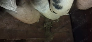 Vând porci crescuți în gospodarie - imagine 3