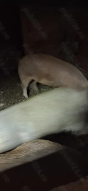 Vând porci pentru sacrificat 