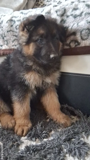 Pui ciobanesc german