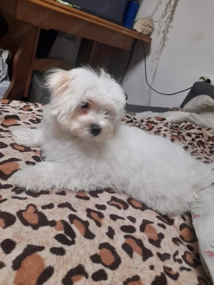 Bichon maletz de 2 luni - imagine 4