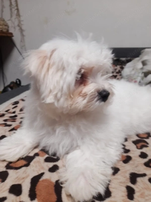 Bichon maletz de 2 luni - imagine 2