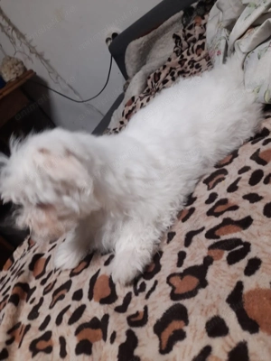 Bichon maletz de 2 luni - imagine 3