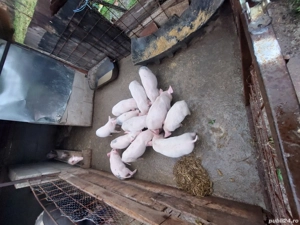 purcei de vanzare landras cu marele alb  - imagine 2