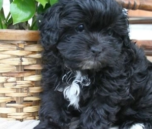 Bichon Havanez fetiță 650 lei