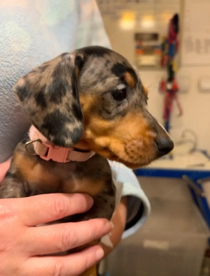 Pui dragalasi de teckel, 7 sapt, deparazitati, 1 vaccin. Genetica superioara. - imagine 2