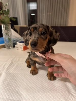 Pui dragalasi de teckel, 7 sapt, 1 vaccin