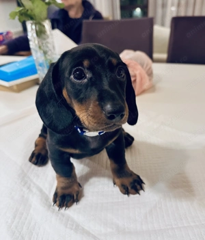 Pui dragalasi de teckel, 7 sapt, deparazitati, 1 vaccin. Genetica superioara. - imagine 3