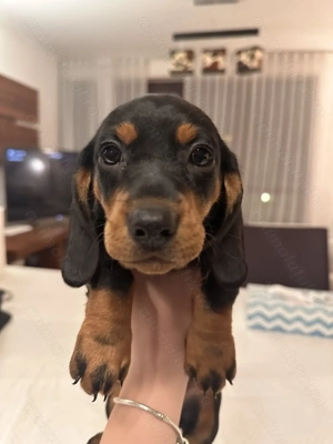 Pui dragalasi de teckel, 7 sapt, deparazitati, 1 vaccin. Genetica superioara. - imagine 4