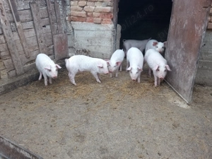 Vând 5 perechi de purcei 1000 de lei perechea  - imagine 5