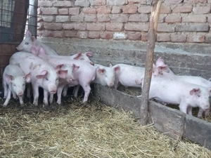 Vând 5 perechi de purcei 1000 de lei perechea  - imagine 3