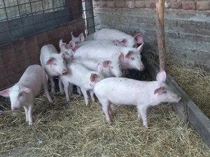 Vând 5 perechi de purcei 1000 de lei perechea  - imagine 2