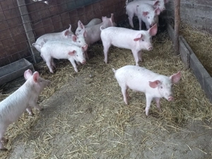 Vând 5 perechi de purcei 1000 de lei perechea  - imagine 4