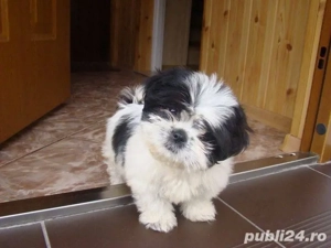 Shih-tzu  Talie Mică 