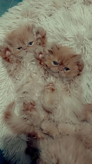 Patru pisicute dragalase foc  - imagine 4