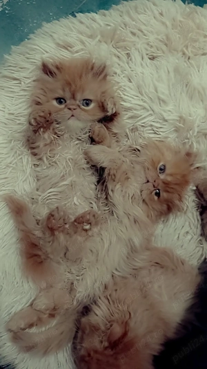 Patru pisicute dragalase foc  - imagine 5