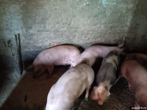 porci disponibili - imagine 2