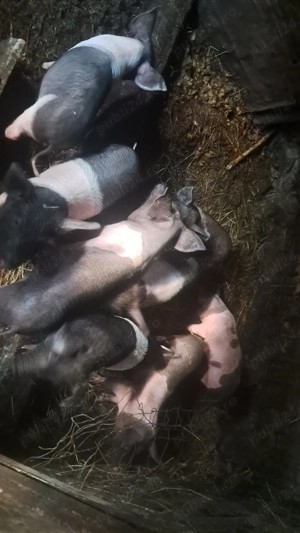 Vand purcei de 6 săptămâni 