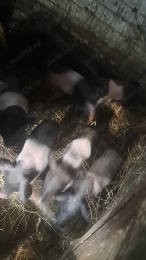 Vand purcei de 6 săptămâni  - imagine 2