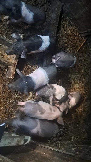 Vand purcei de 6 săptămâni  - imagine 3