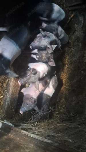 Vand purcei de 6 săptămâni  - imagine 4