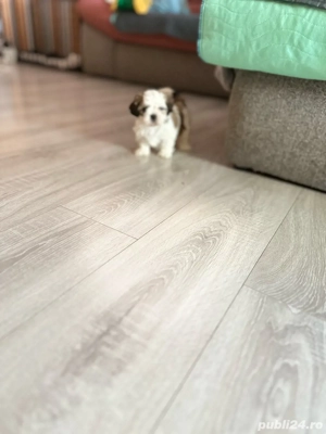 Cățeluși shitzu în căutare de căsuță nouă - imagine 2