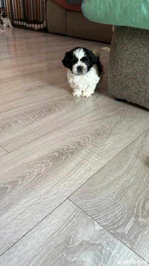 Cățeluși shitzu în căutare de căsuță nouă - imagine 5